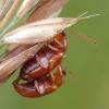 Neocrepidodera sp.